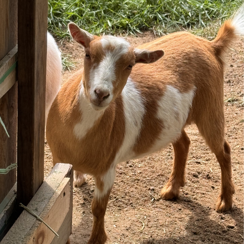 meet the goats (1)