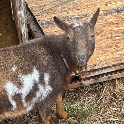meet the goats (2)