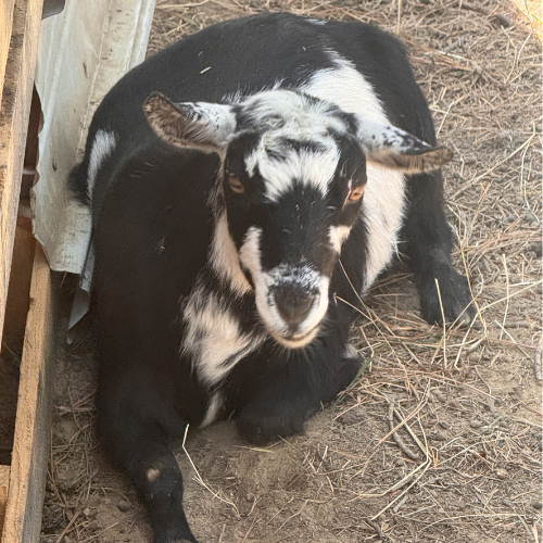 meet the goats